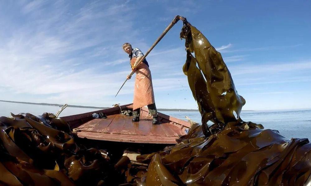 На Белом море полным ходом идет заготовка водорослей